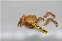 藏品(白紋方蟹)的圖片